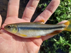 カワムツの釣果