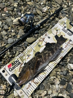アイナメの釣果