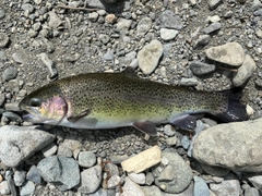 ニジマスの釣果