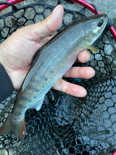 アマゴの釣果