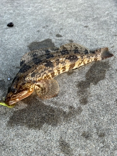 アイナメの釣果