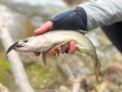 イワナの釣果