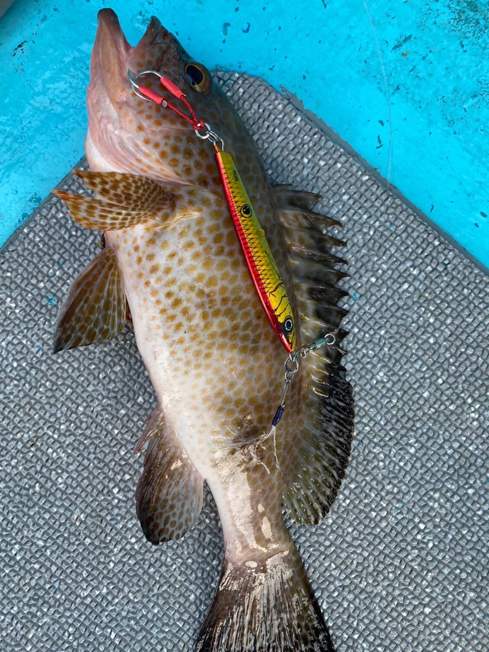 よっしー🎣さんの釣果 1枚目の画像