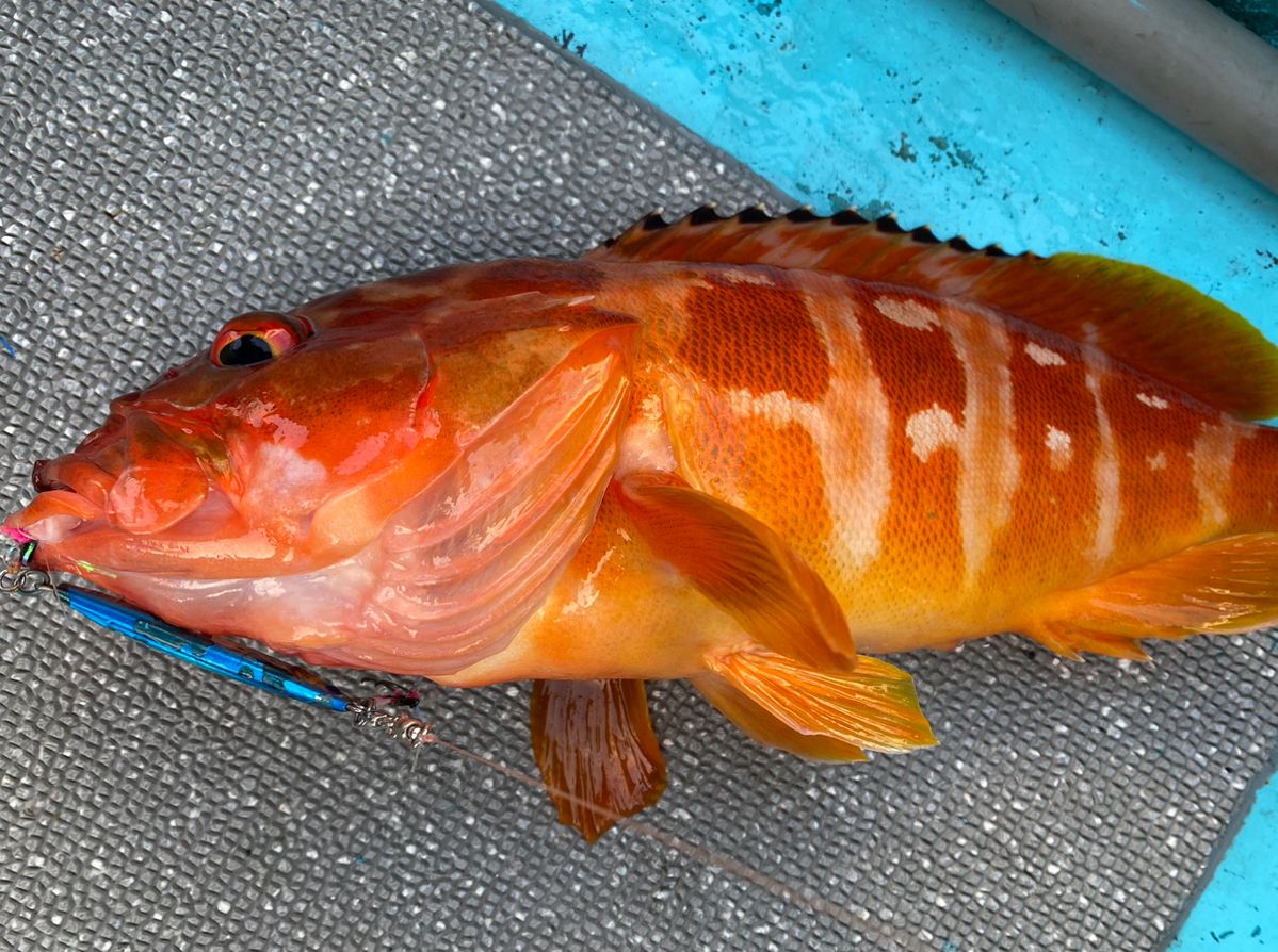 よっしー🎣さんの釣果 1枚目の画像