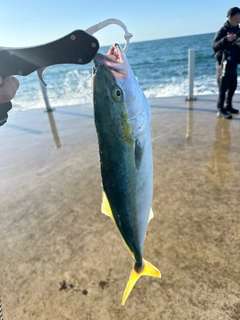 イナダの釣果