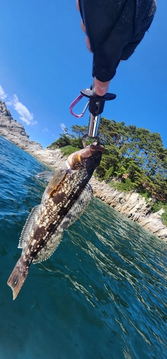 アイナメの釣果