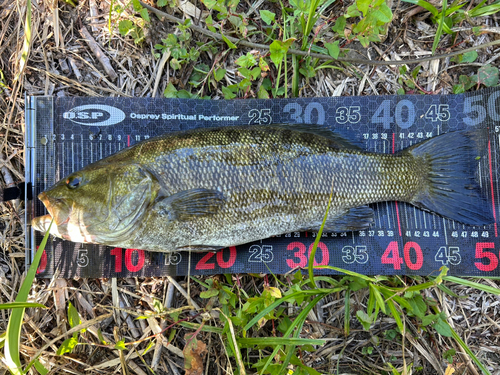 スモールマウスバスの釣果