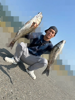 スズキの釣果