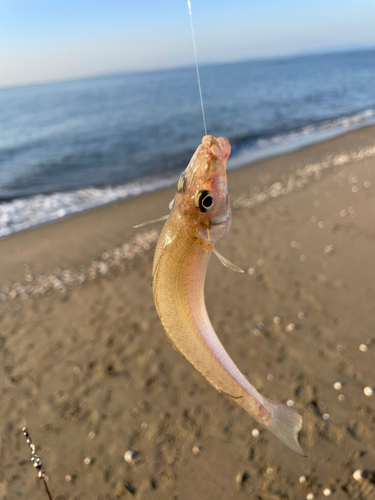 キスの釣果