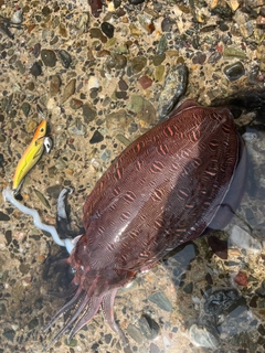 モンゴウイカの釣果