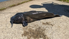 ナマズの釣果