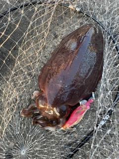 モンゴウイカの釣果