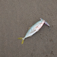 ワカシの釣果