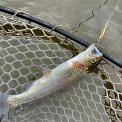 ニジマスの釣果