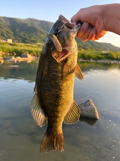 スモールマウスバスの釣果