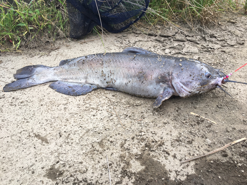 アメリカナマズの釣果