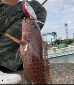 オオモンハタの釣果