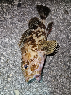 カサゴの釣果