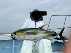 キハダマグロの釣果