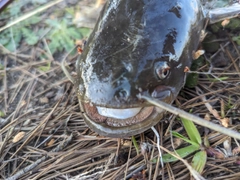 ナマズの釣果