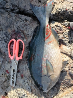 オナガグレの釣果