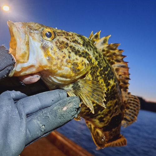 ヒラスズキの釣果