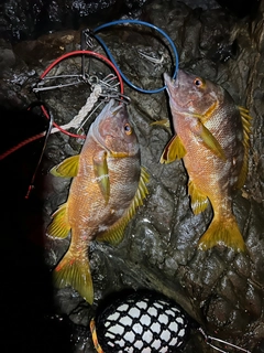 シブダイの釣果