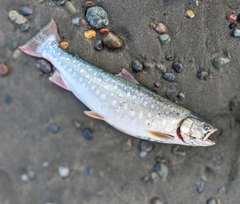 ウミアメの釣果