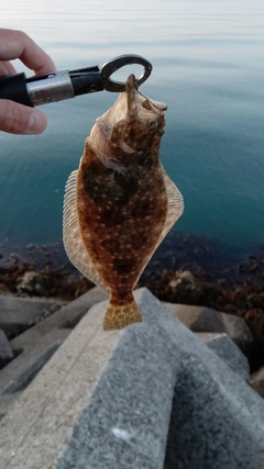 ソゲの釣果