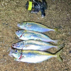 アジの釣果