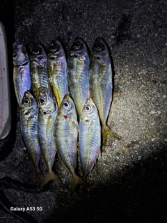 アジの釣果