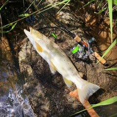 ブラウントラウトの釣果