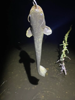 マナマズの釣果