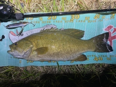 スモールマウスバスの釣果