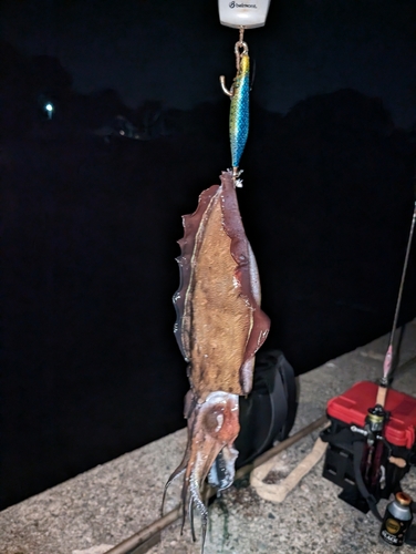 モンゴウイカの釣果