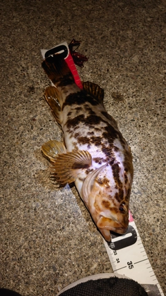 タケノコメバルの釣果