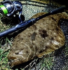 ヒラメの釣果