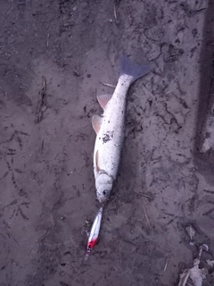 ウグイの釣果