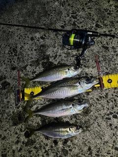 アジの釣果