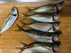アジの釣果