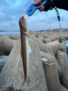 エソの釣果