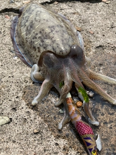 モンゴウイカの釣果