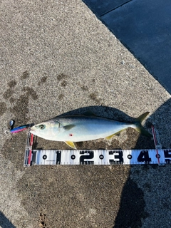 イナダの釣果