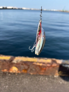 イワシの釣果