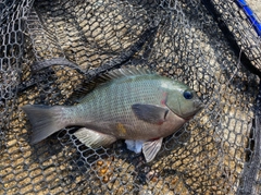 メジナの釣果