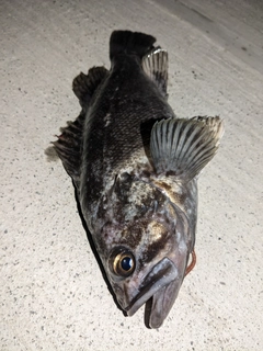 ソイの釣果