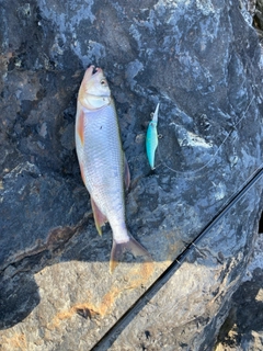 ハスの釣果