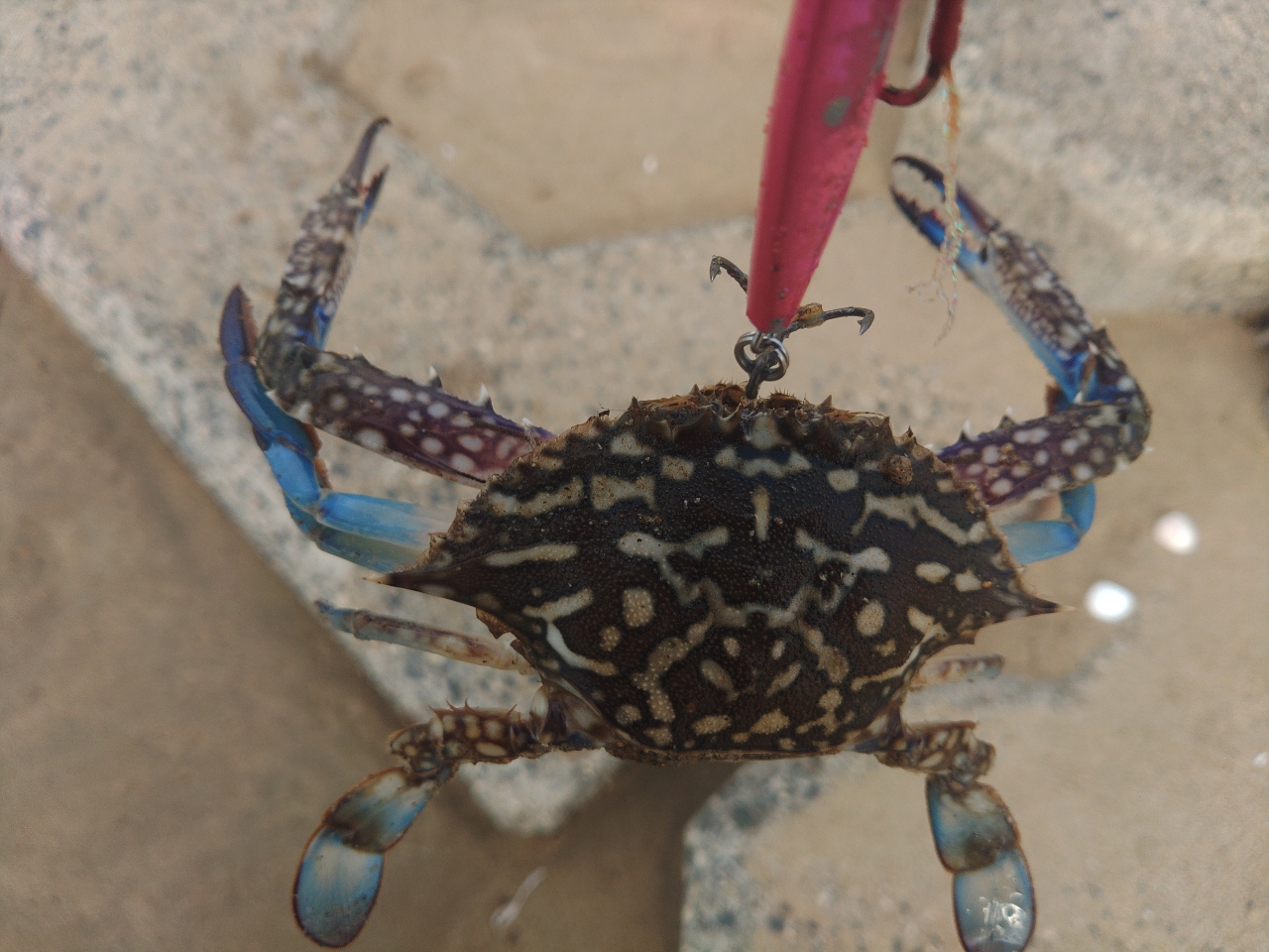 タイワンガザミ