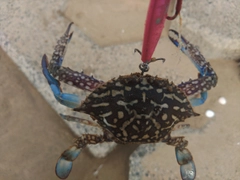 タイワンガザミの釣果