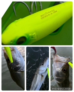 シーバスの釣果